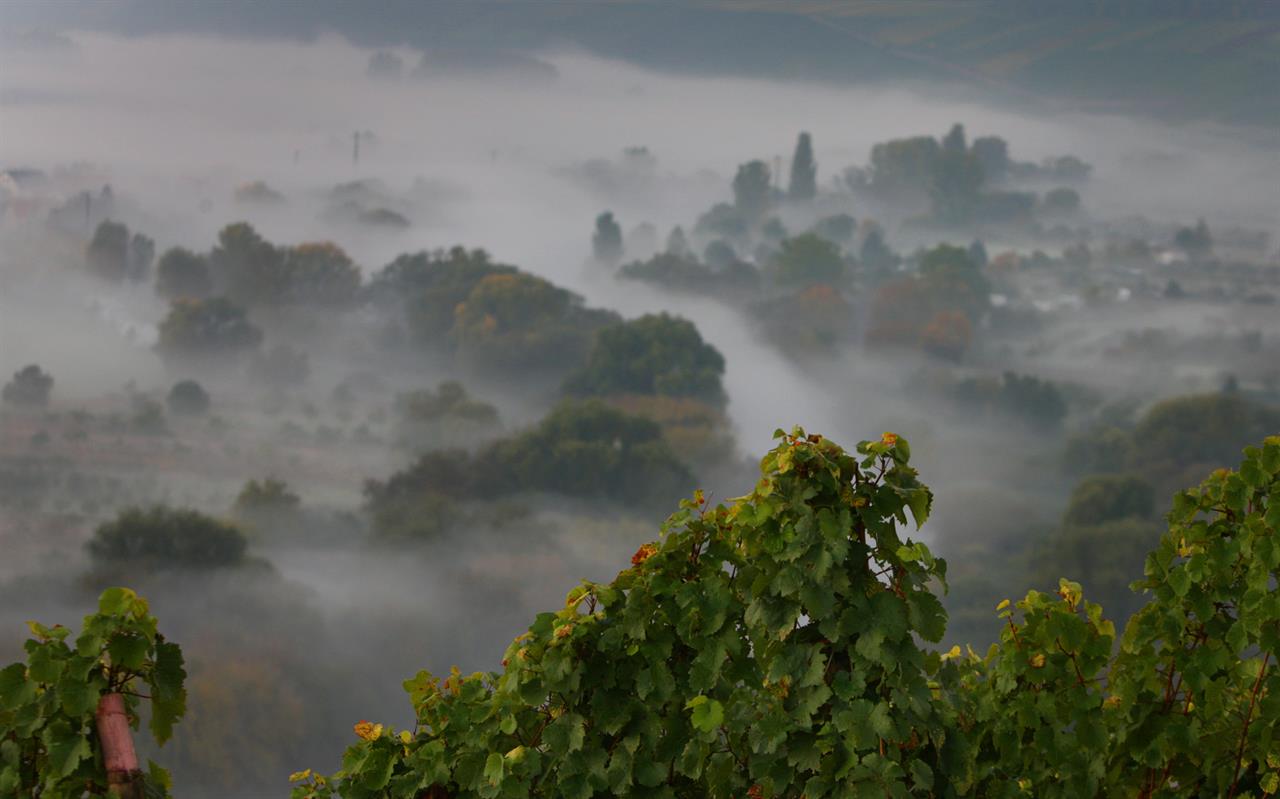 Mainschleife im Morgennebel