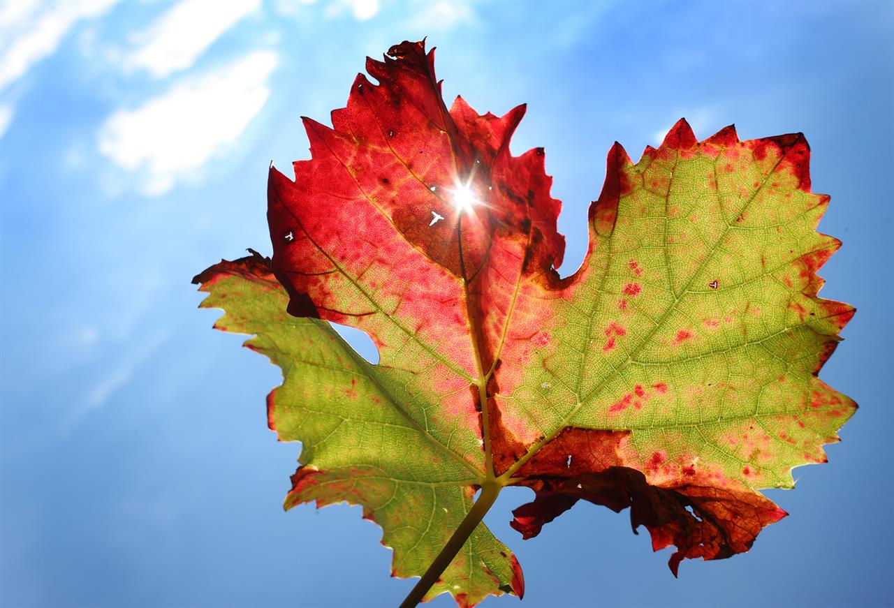 Herbstliches Weinblatt