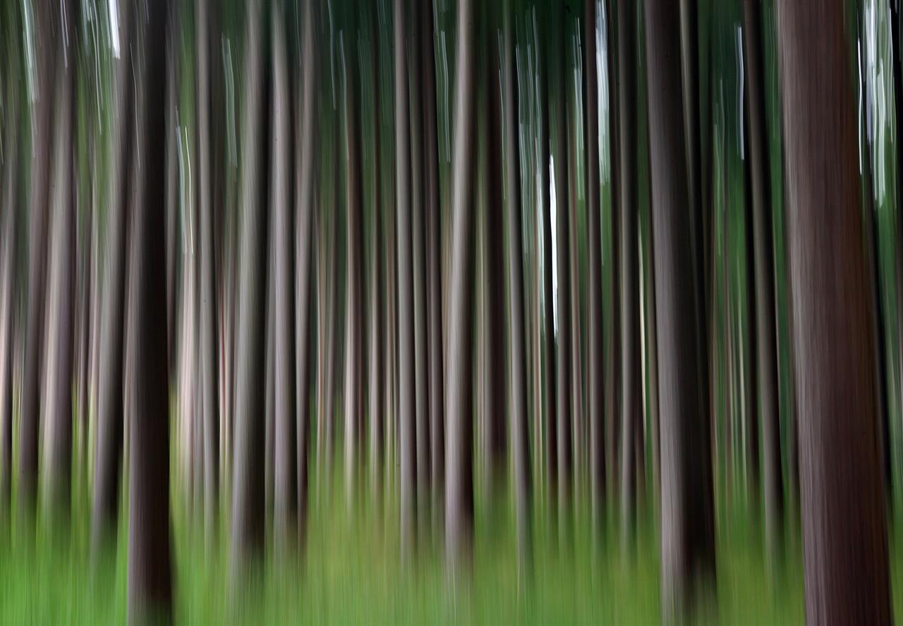 Nadelbäume im Wald