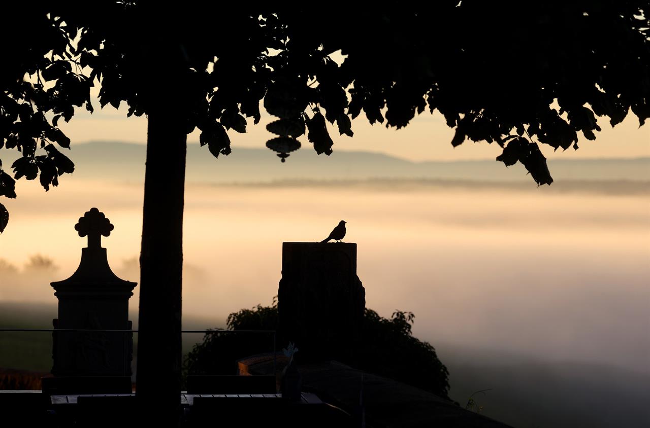 Vogelsburg im Sonnenaufgang